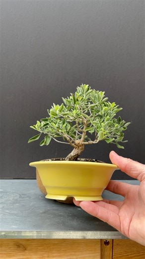 137K views · 3.3K reactions | Repotting my Texas sage bonsai tree  #bonsaitree #learning #gardening #bonsai #plants #nature | Zane’s Trees | Facebook