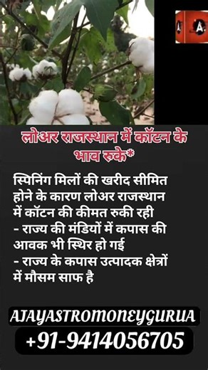 Cotton Prices update