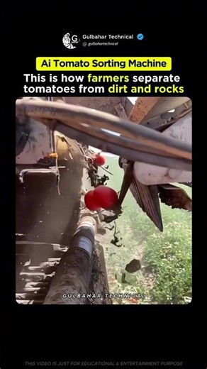 Farmers Use AI to Sort Tomatoes in Seconds 🍅🤖