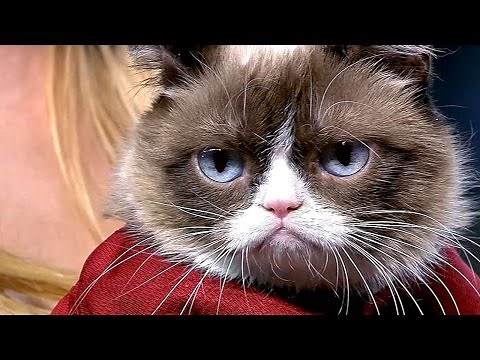 Grumpy Cat throws out the first pitch