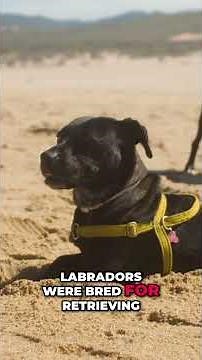 One Trait Makes Labs the Safest Family Dog #shorts #labrador #dogbreeds