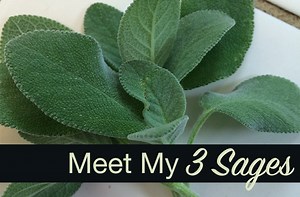 Meet My 3 Sages   Roasted Sage Leaves Recipe