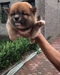 141K views · 4.4K reactions | Baby Shark  Via Animals nature | Mood Of Silence | Facebook