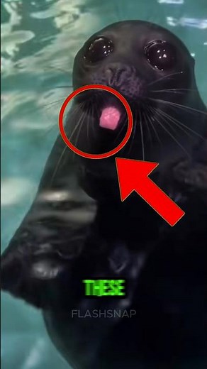 Top 4 Cutest Sea Animals You Should NEVER Pet #SeaLife #OceanFacts #WildlifeWarning