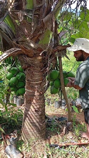 Green dwarf coconut