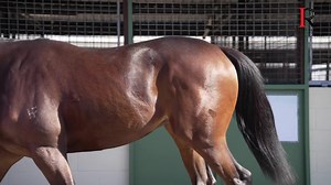 🏆TRAINED BY PETER MOODY🏆 🏆HALF TO GROUP 1 WINNER GYPSY GODDESS🏆 🏆CHAMPION BLOODLINE🏆 ONLY $2,200 FOR 2.5%! Invisible Coin - The Dam: - Dam of G1 Queensland Oaks winner GPYSY GODDESS - Dam of 2023 Stakes performer BITCOIN - 2 Stakes performers from 5 Runners! Belardo - The Sire: - 2014 European and Great Britain Champion 2YO Colt, With a Timeform rating of 126. - 17 Stakes Performers, with 6 group winners since 2020 – Including G1 winner GOLD PHOENIX - Leading first season sire in NZ in 202