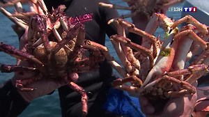 C'est la saison des araignées de mer en Bretagne, voici comment bien la cuisiner