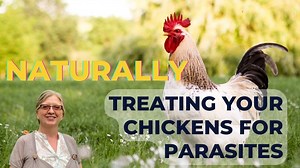 Natural Remedies For Chickens