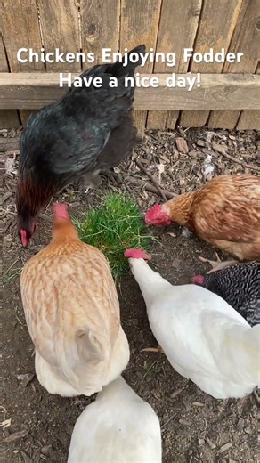 Chickens eating fodder #garden #gardening #fodder