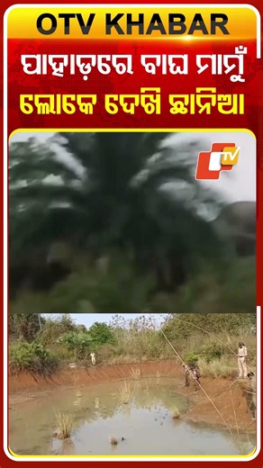 ପାହାଡ଼ ଉପରେ ବସିଛି କଲରାପତରିଆ ବାଘ, ଲୋକେ ଦେଖି ଛାନିଆ #OTVShorts #Ganjam #tiger #fearing