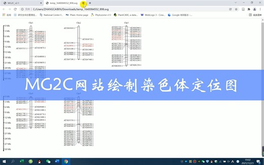 MG2C网站绘制染色体定位图