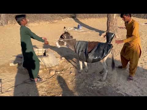 Desert People and Animals Water Resources