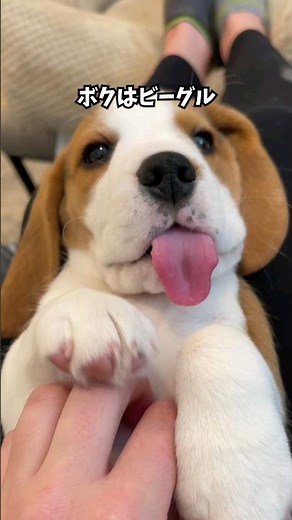 A cute explanation of the Beagle
