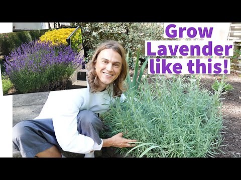 LAVENDER - How to Plant Lavender & Grow Bushy Plants with lots of Flowers