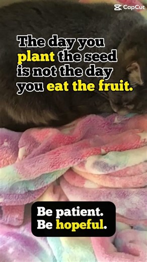 Verse of the day #bible #cat #scripture #love #shorts #Gospel
