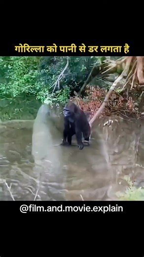 Must-Know Facts in Hindi! 😉 Stay Curious #factshindi #knowledgehub #dailyfacts facts in hindi amazing facts hindi mind blowing facts hindi daily facts hindi interesting facts hindi science facts hindi history facts hindi world facts hindi technology facts hindi space facts hindi animal facts hindi human body facts hindi education facts hindi random facts hindi fun facts hindi short facts hindi motivational facts hindi incredible facts hindi unknown facts hindi hidden facts hindi facts you didn’