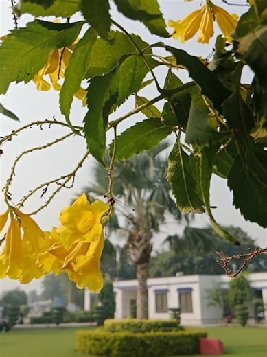 Exploring the Beauty of COMSATS University Vehari