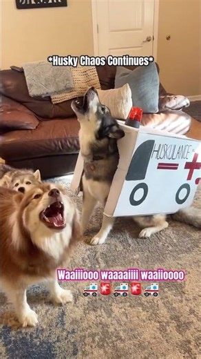 I Farked Up #dog #viral #angrypuppy #cutepet #dog #doglover #animal #funny #angry #pets