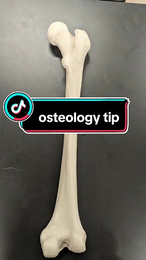 #anatomy #osteology #femur #anatomytip #anatomyandphysiology #anatomyclass #anatomyclass #anatomylesson #anatomyinstructor #mnemonic #studytok #studytips #studyhacks #examtomorrow #memorytips #memorytrick #student