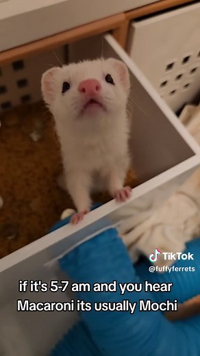 Ferret Fun in Macaroni: Mochi's Early Morning Adventure
