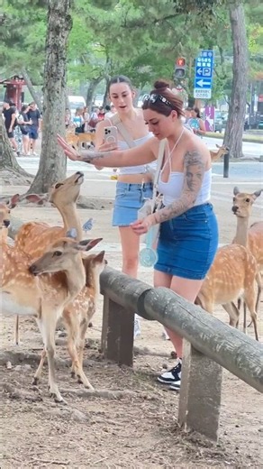 🦌 奈良公園の魅力がいっぱい！可愛い鹿たちと心温まる日本の風景 🇯🇵❤️✨#NaraPark #NaraDeer #Japan #JapanTravel #Hiran #Deer #Viral