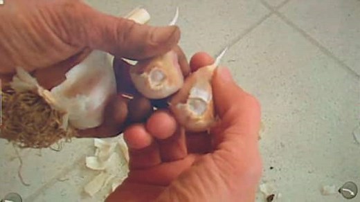 Garlic may cut cancer risk