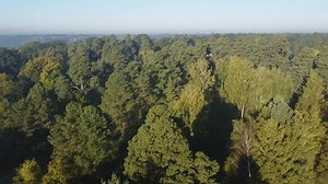 Old Deciduous Coniferous Trees Growing Park Stock Footage Video (100% Royalty-free) 3437762069 | Shutterstock