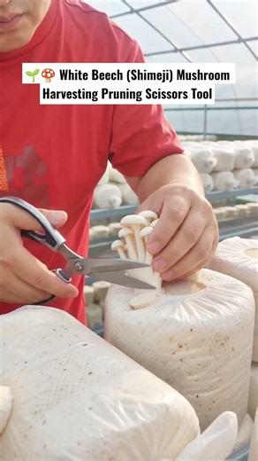 🌱🍄 White Beech (Shimeji) Mushroom Harvesting Pruning Scissors Tool