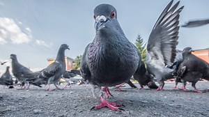 Project Pigeon: The Unbelievable History of War Pigeons That Guided Missiles