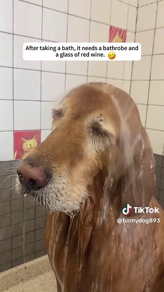 Dogs like to take baths.#dog#funnyanimals#dogsofttiktok #foryou #longervideos