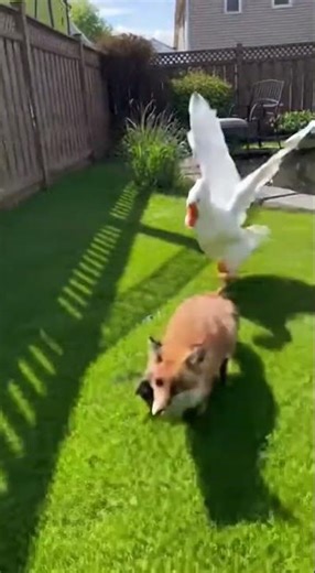 Hero Goose SAVES Duckling from Fox! 😱 (CLOSE CALL) ❤️