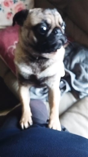 Feisty little Pug #pug #Pugs #dog #dogs #cute