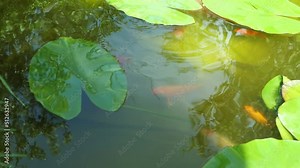 Koi carp.Bright colorful fish in the pond. Breeding ornamental fish in a pond