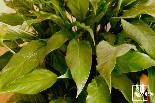 Peace Lily Leaves Turning Black: Common Reasons and How To Fix Them - Evergreen Seeds