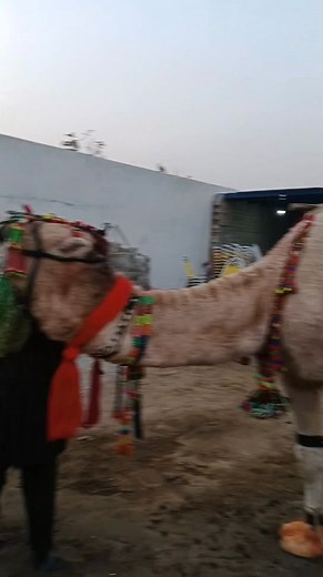 937K views · 19K reactions | Muhammad Ali on Reels | Facebook