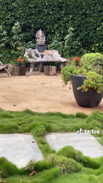 Korean Grass: Ideal Ground Cover for Your Garden