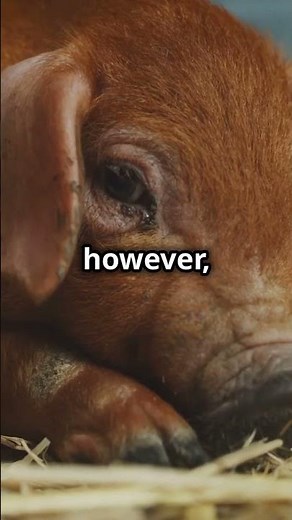 Wild vs Domesticated Animals: Key Differences!