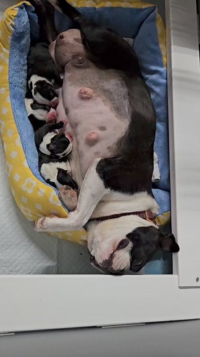 Tired momma #bostonterrier #puppy | Diamonds In The Ruff Boston Terriers & Shiba Inus