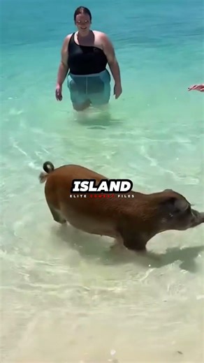 The Craziest Wars In History 😱 | You Won't Believe These Battles #CrazyWars #History #WeirdHistory