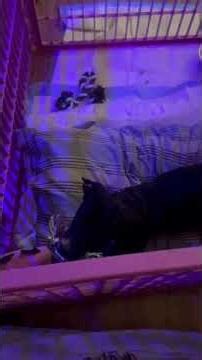 Watch some adorable puppy play time with sweet little Senor Vader!