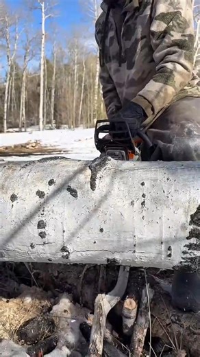 This comes with tree work 🌳🌳🌳 #squirrel #treeservice #trees #woodworking #wood | Janny Tree