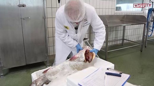 Cloud statt Server: Deutsche See geht in die Wolke