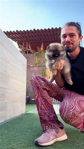 Hoy bañamos a esta gordita hermosa con una carita que me encanta 🤎🥂 #pomeranian #cachorro #pomerania