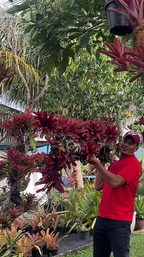 Affordable Bromeliad Flowers for Garden Enthusiasts