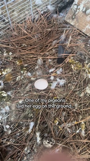 Black Gold Avians | Gay pigeons for the win! | Instagram