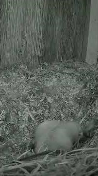 【雛と卵の競演】2026年4月24日フクロウ巣箱 #フクロウ #雛 #卵 #孵化#owl
