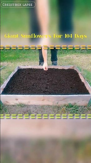 Giant Sunflowers Growing in 104 Days 🌻