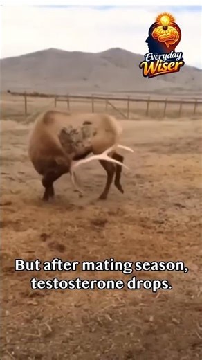 This process is called: Antler Shedding