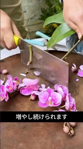 【胡蝶蘭の増やし方】葉から子株を出す方法｜3か月後こうなる