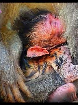Lovely moments of baby monkey with mommy #babymonkeys #animallife #animals